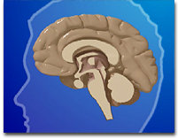  Effect of alcohol on the brain 